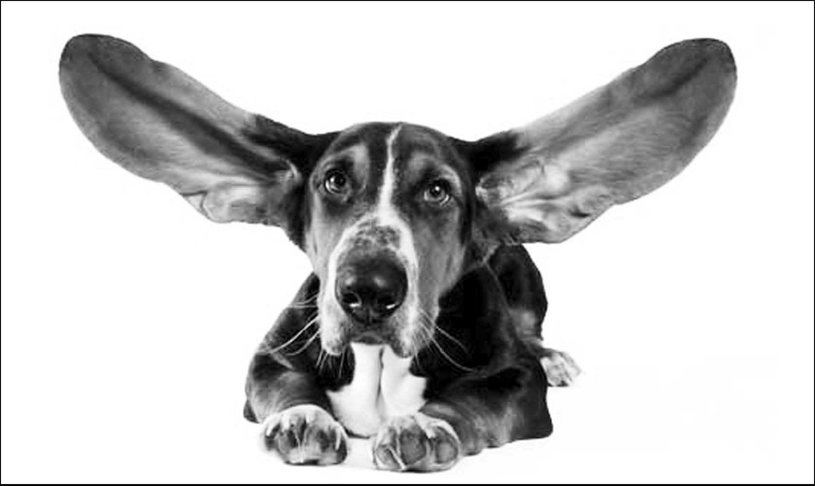Звуки Которые Слышат Только Собаки
