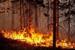 Лесам разрешили гореть ясным пламенем