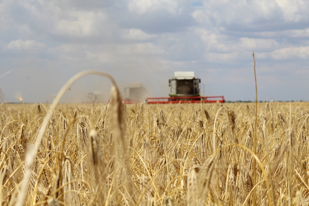 Богатый урожай ведет к разорению хозяйств?