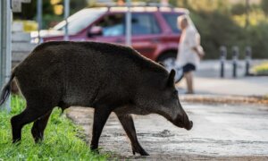 В Москву — за добычей